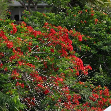 Fraicheur Des Caraibes Apartment Marigot  Luaran gambar