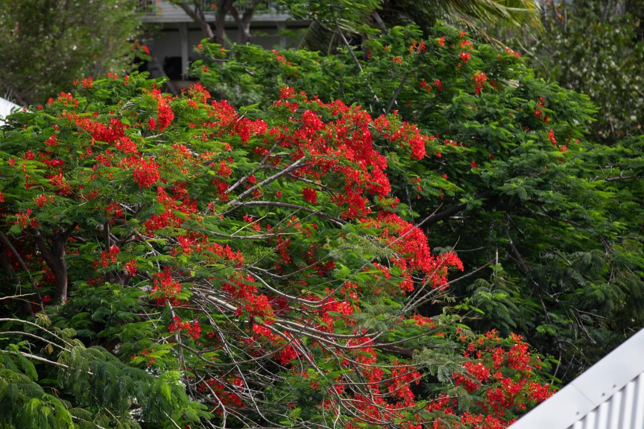 Fraicheur Des Caraibes Apartment Marigot  Luaran gambar